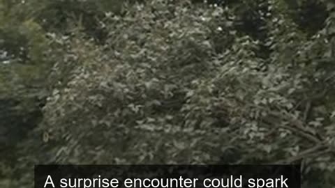 Daily Horoscope | Taurus 🌟