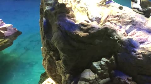 😍🐧 These Cuddly Penguins Will Steal Your Heart! | FunFM