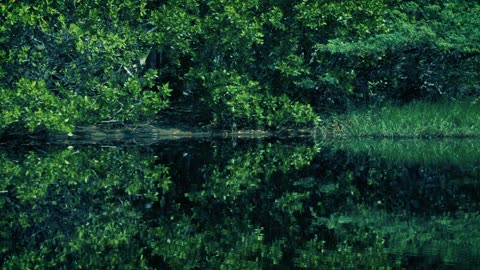 Mangrove swamp with green nature