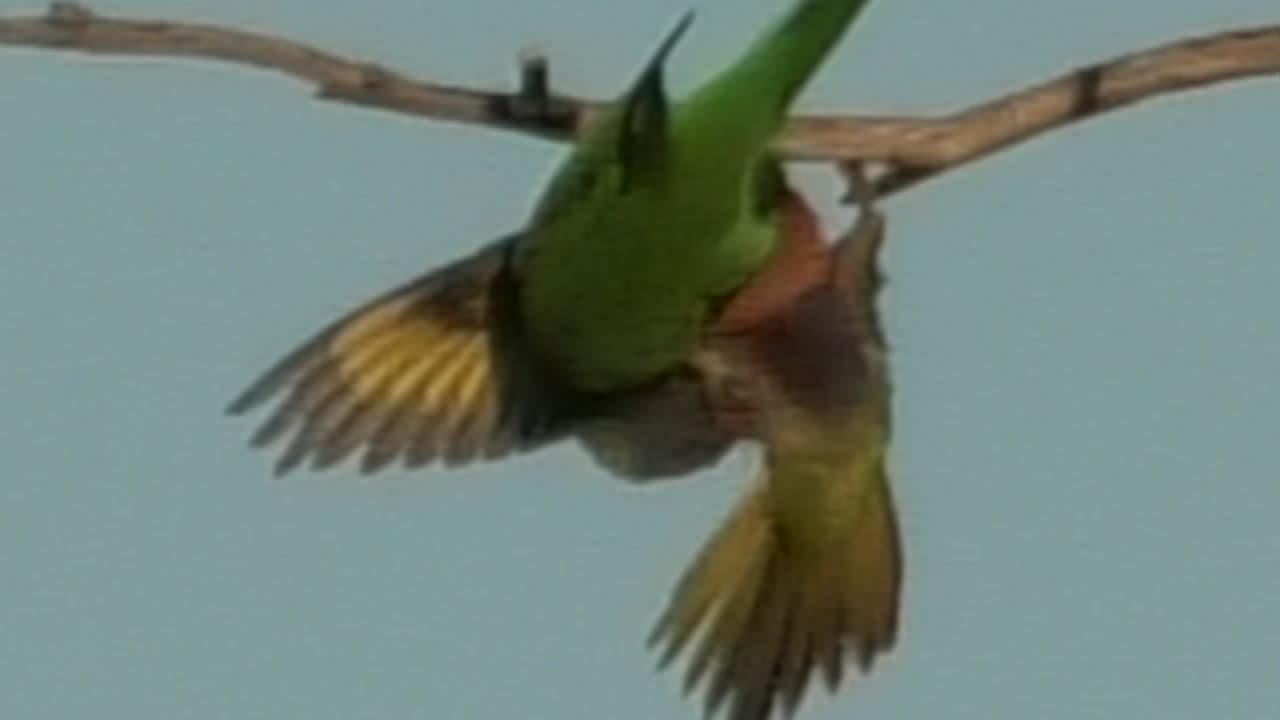 Fighting Lorikeets 14