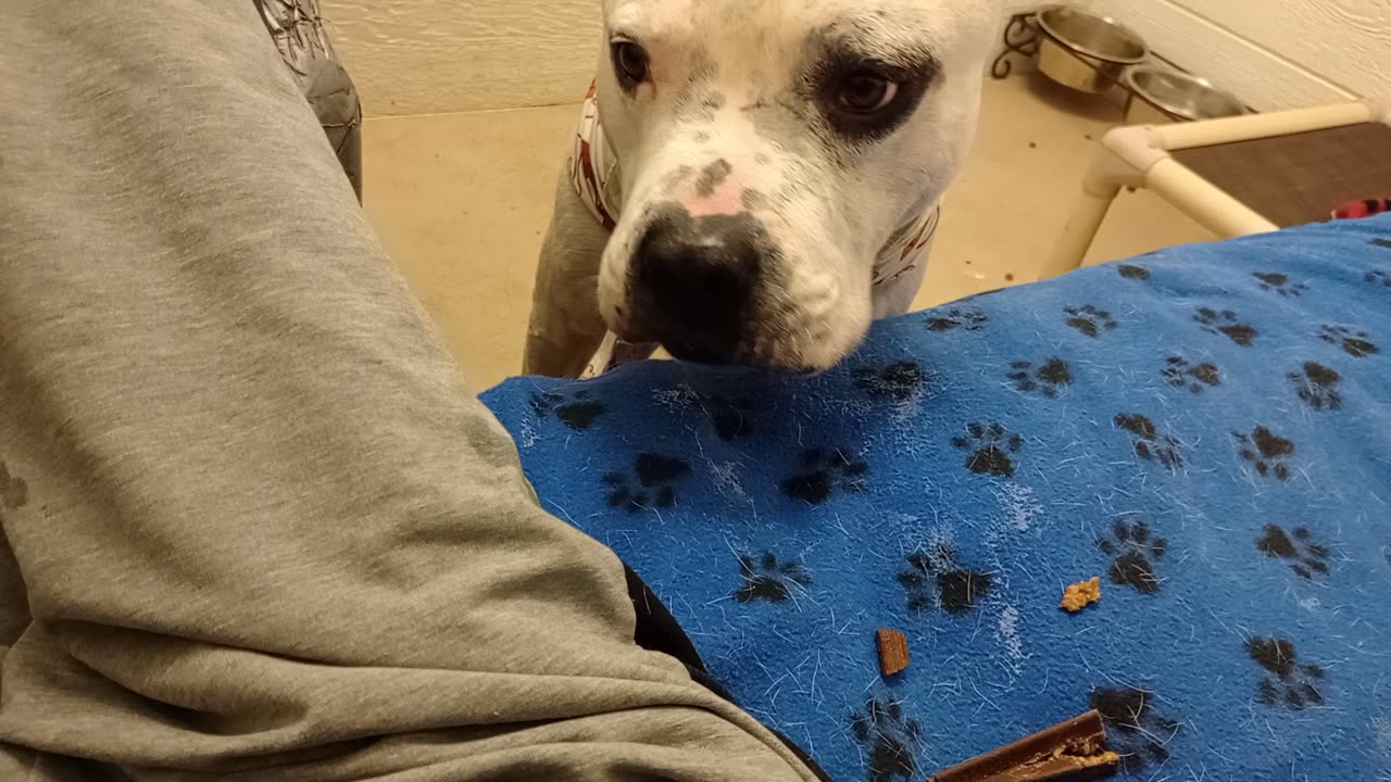 Owen 6y A868927@TRN, from kennel 164 PACC shelter I test him 2 see how much he trusts me20251116369