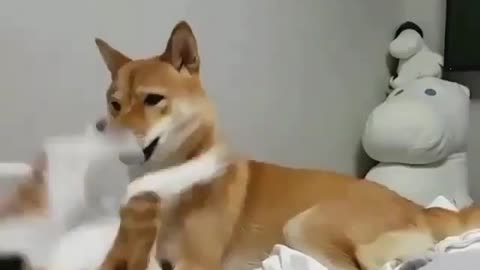 funny animals