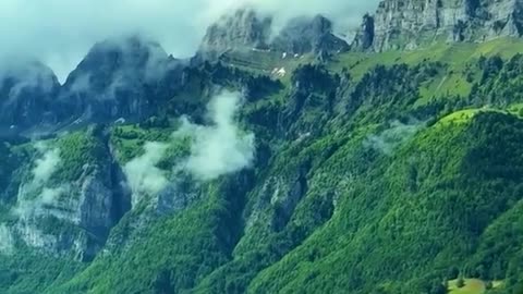 Misty Forest Road: A Healing Journey Through Green Wonderland