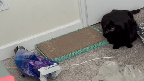 Precious Piper is Not Happy with the Condition of Her Office - Adopting a Cat from a Shelter Vlog