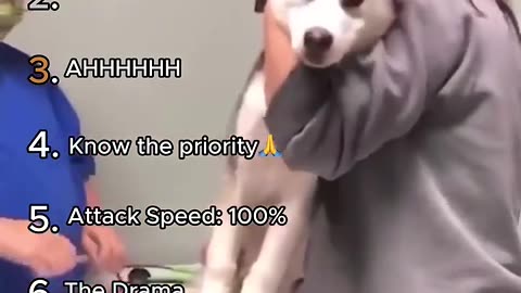 Best Animals Veterinarian Moments.. Try not to laugh pt. 1 #comedy #animals #cuteanimals