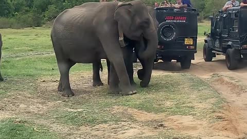 #elephants #wildlife #wildelephant #animals #safari #travel #tourism #explore #srilanka