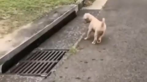 😹😺 This Cat's Owners are CLUELESS! | FunFM