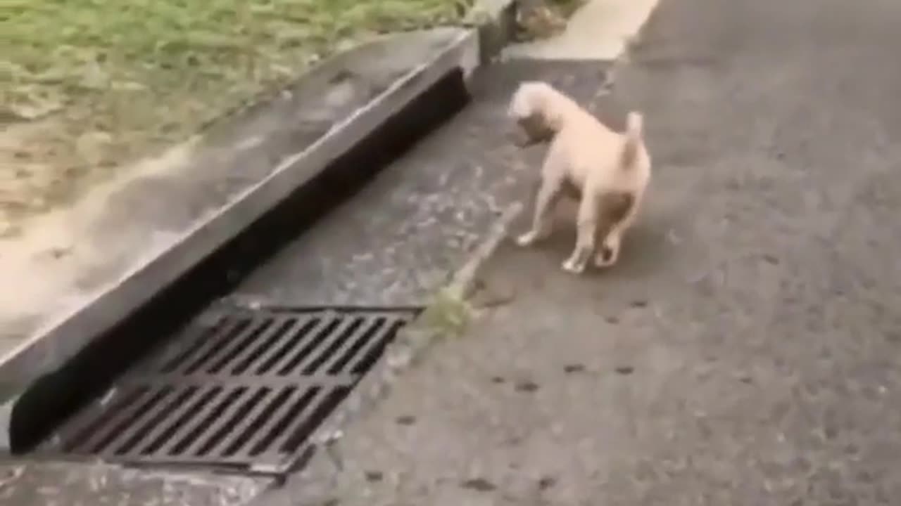 😹😺 This Cat's Owners are CLUELESS! | FunFM