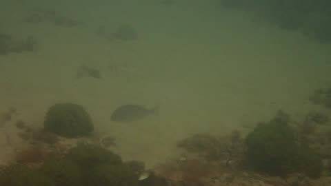 fishy close up 23 ns