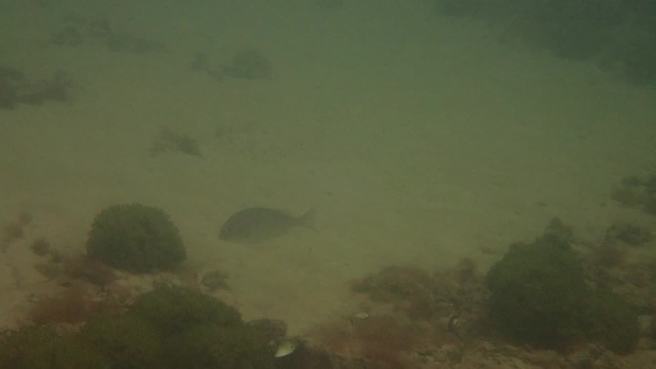 fishy close up 23 ns