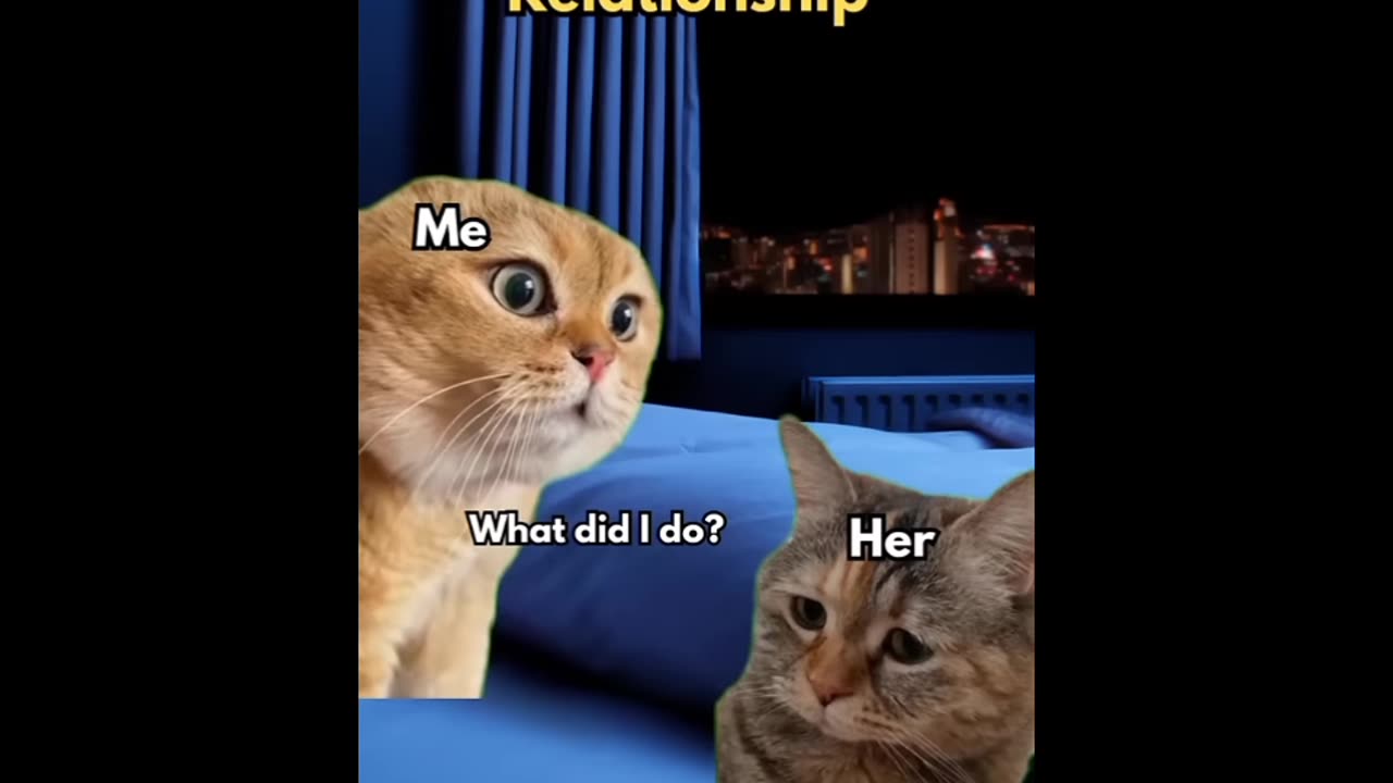 2 Cats Talking Meme
