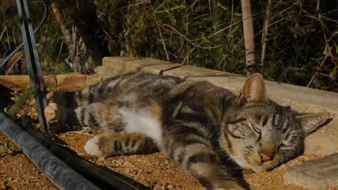 Le monde des chats avec musique best funny cat OMG So Cute Best Funny Cat Videos