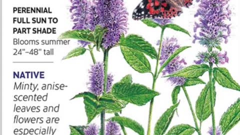 Hyssop (anointed by to purify from demonic spirits) & activity 💌