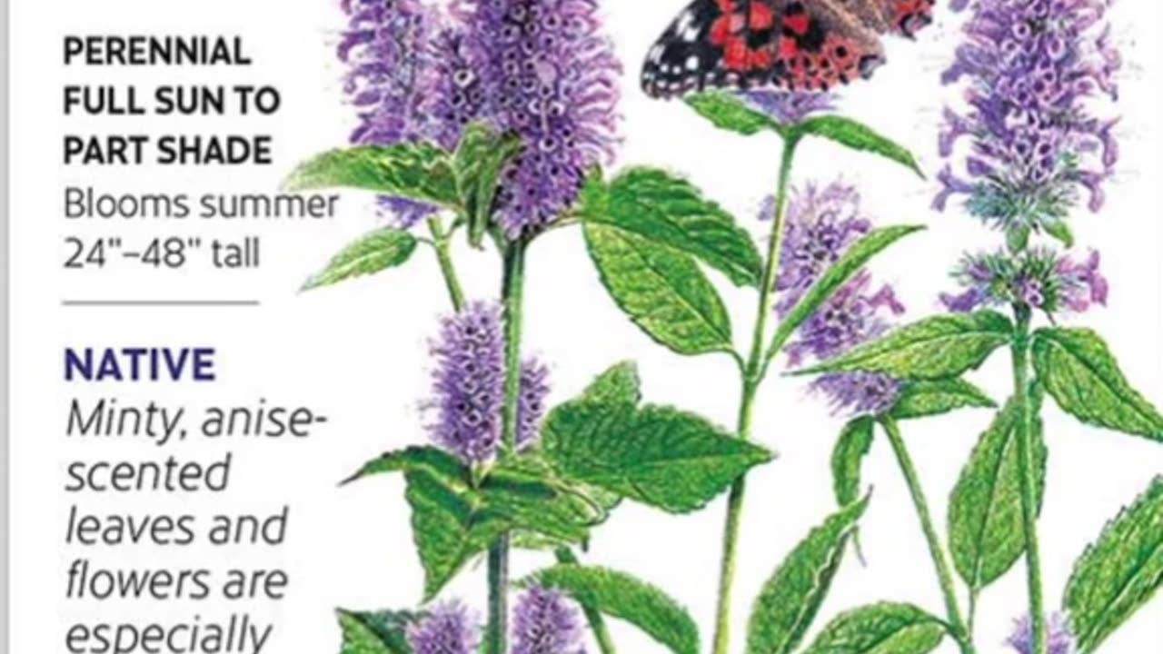 Hyssop (anointed by to purify from demonic spirits) & activity 💌