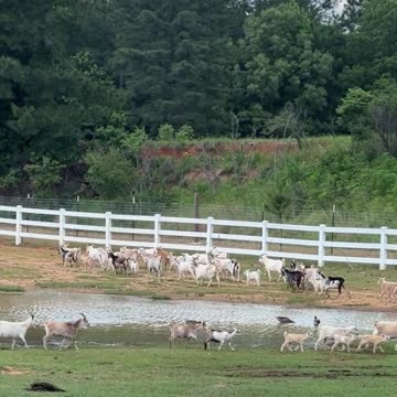 Ponds are so annoying