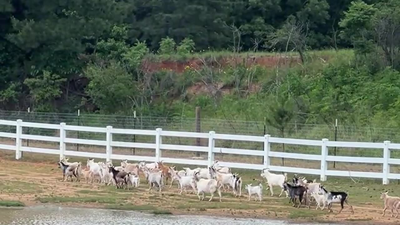 Ponds are so annoying