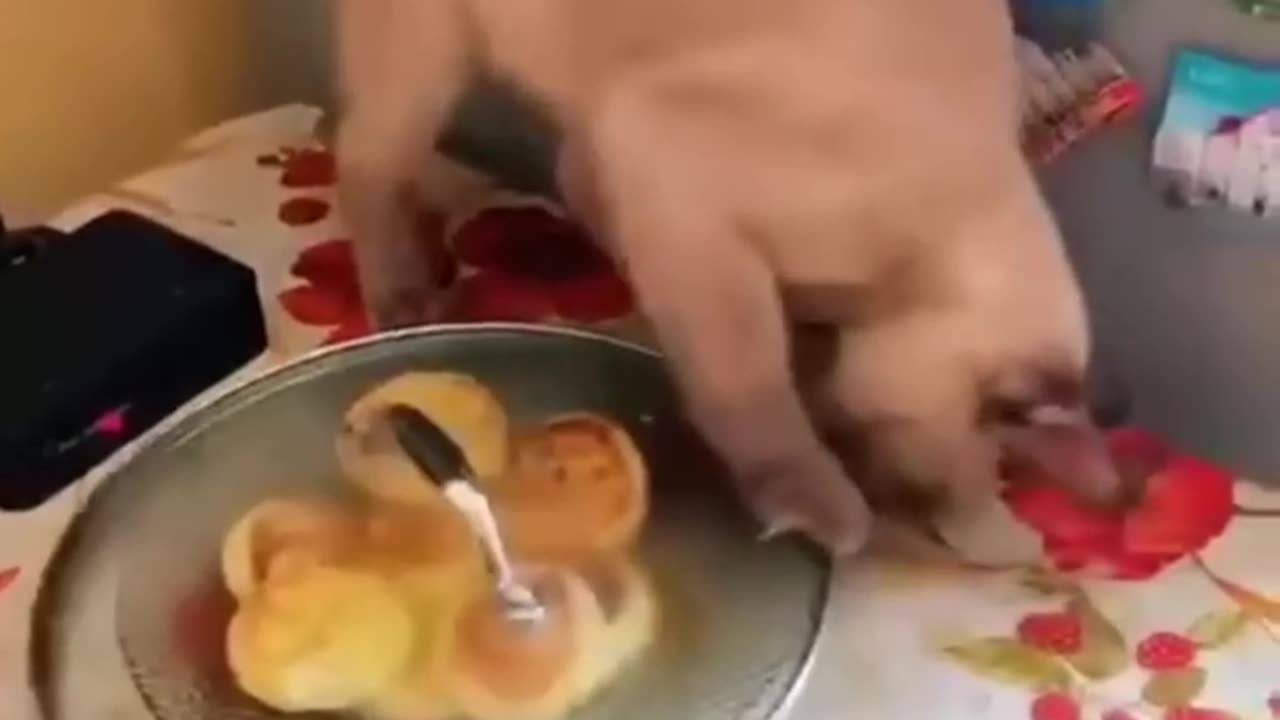 #Funnyanimals