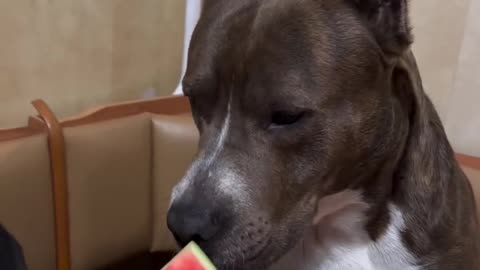 Dog Sits and Smiles Next to a Watermelon