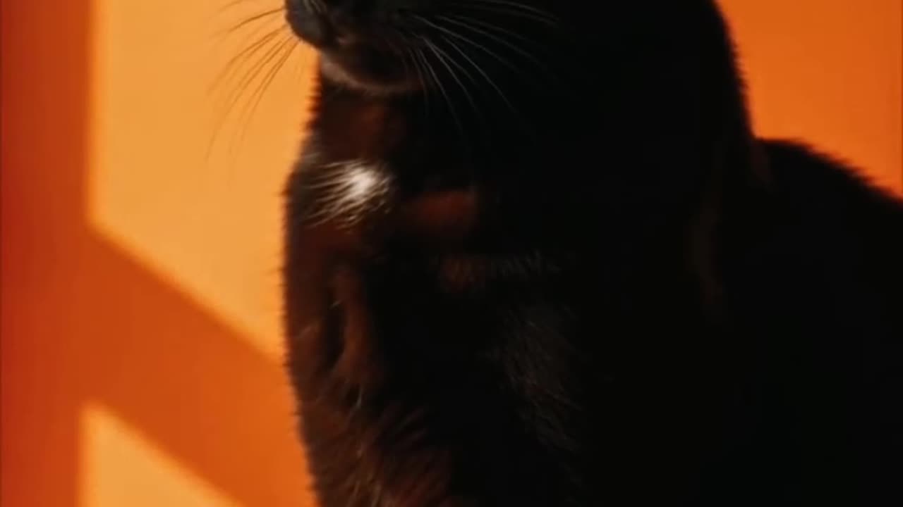 just cat things #fyp