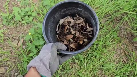 How to get mango seeds to sprout