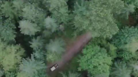 Trees are friends