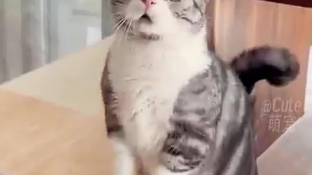 Funny Cats😀#shorts