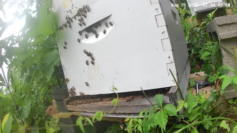 Bees on a Tuesday Morning at Sunrise