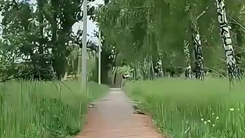 Must Watch: #k9 #dog #tactical #trending #training #dogsoftiktok #trainingdog #d