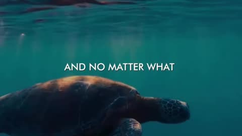 Keep GOING, BE LIKE THE TURTLE