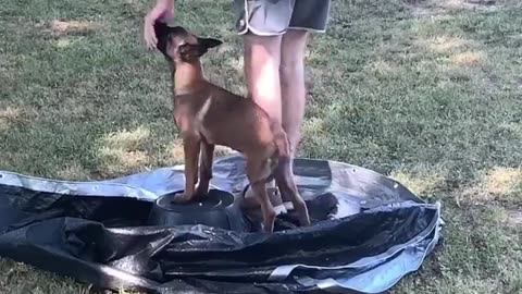 Funny dogs