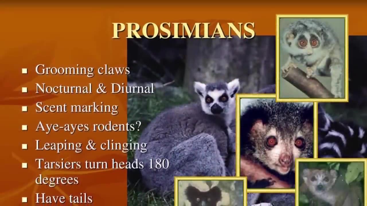 Robert Sepher: Out of Africa Theory Debunked