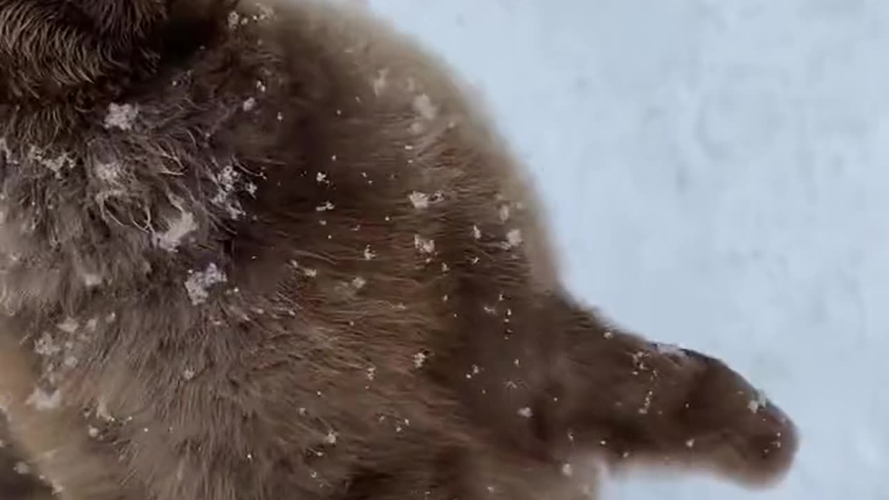The cute big fat gray penguin is so cute when it walks wobbly