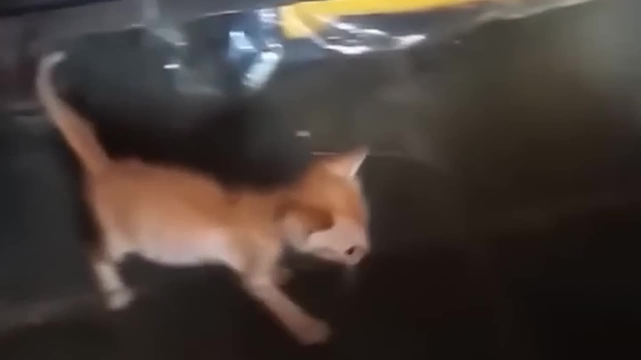 Funniest Cats and Dogs πΆπ± | Funny Animal Videos #10