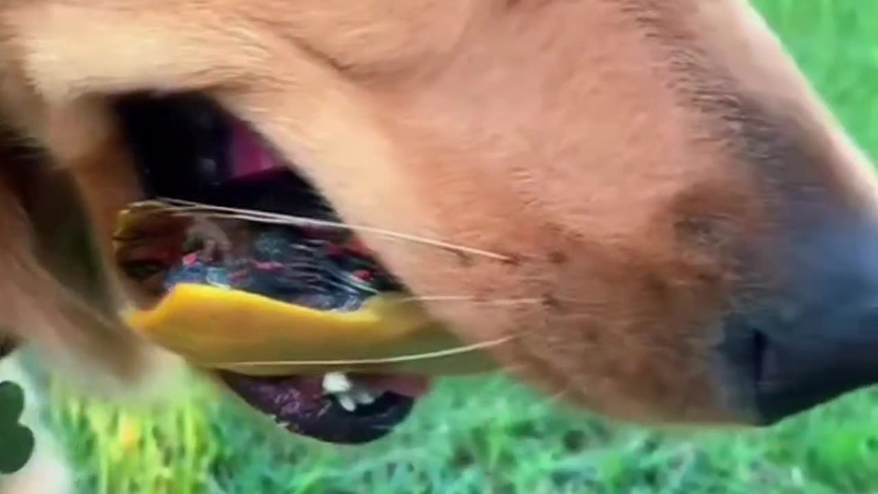 What in your dog mouth ?? ## funny moments in dog mouth