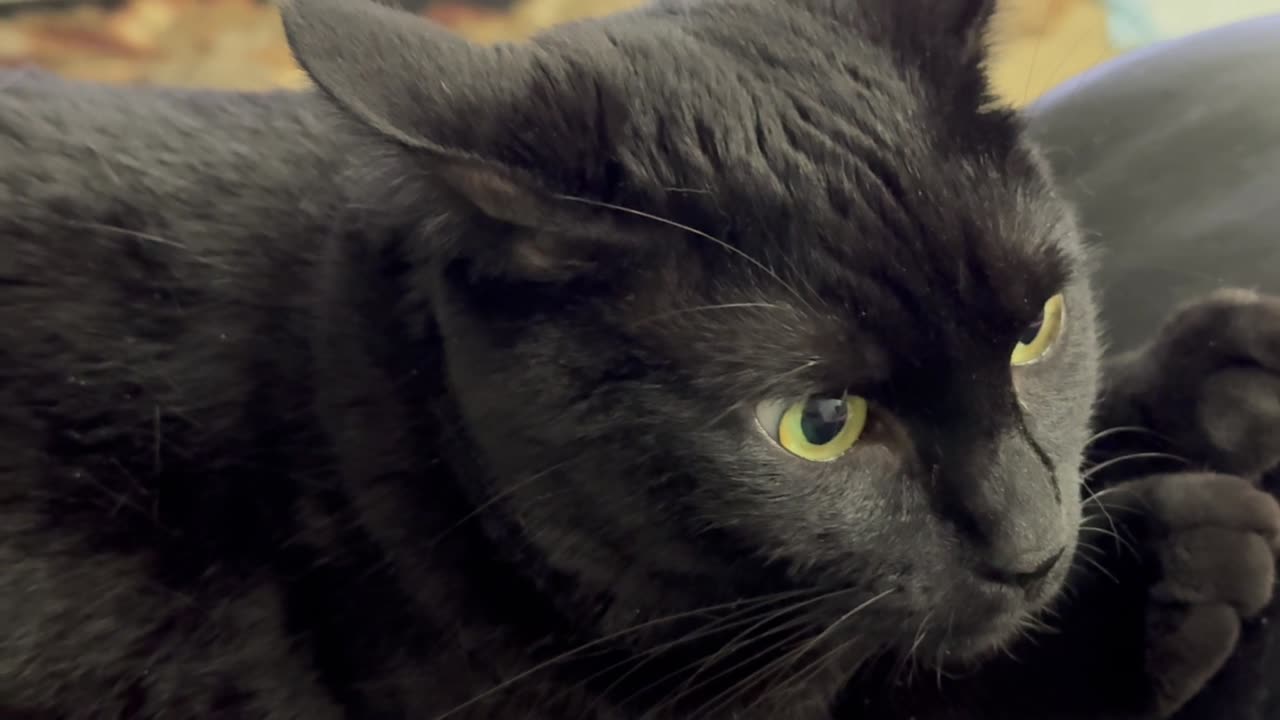 Cute Precious Piper is My Fuzzy Little Baby - Adopting a Cat from a Shelter Vlog
