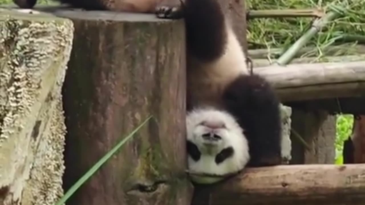 Po From Kung Fu Panda, Never Serious Even in Real Life 😂