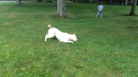 stella gets the zoomies, Lol!