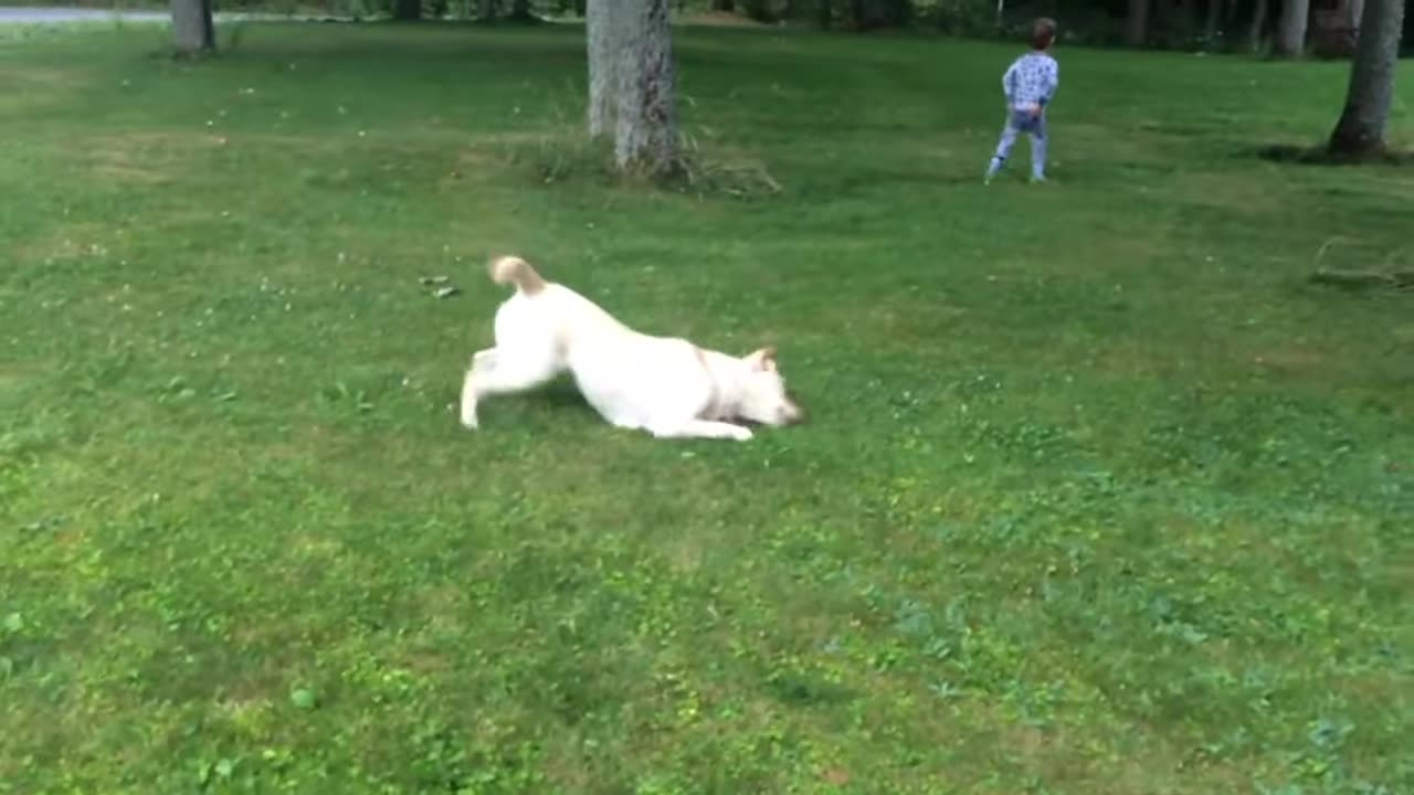 stella gets the zoomies, Lol!