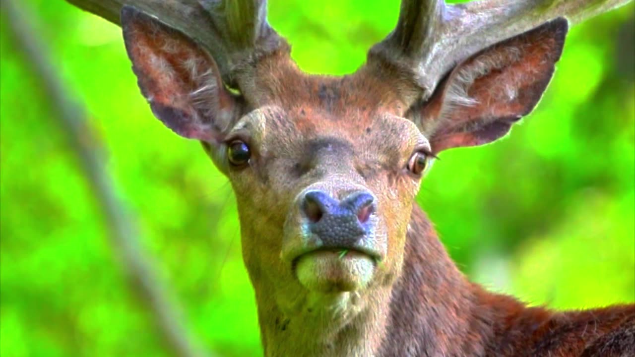 “Waiting in the Rain… Will Love Return? 🦌💔”