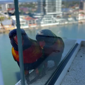 Lorikeet vs. Walnut: Funny Rejection Caught on Camera!