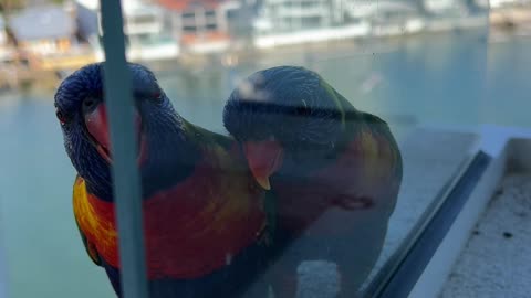 Lorikeet vs. Walnut: Funny Rejection Caught on Camera!