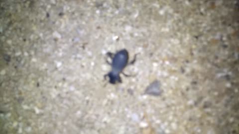 Just when I thought the orange light with cacti was good enough...A WILD BEETLE APPEARED!!!