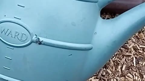 How to patch leaky plastic watering can
