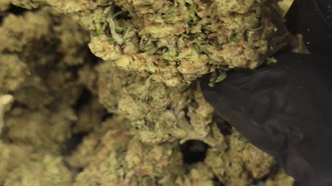 BANA PUNCH THCA FLOWER