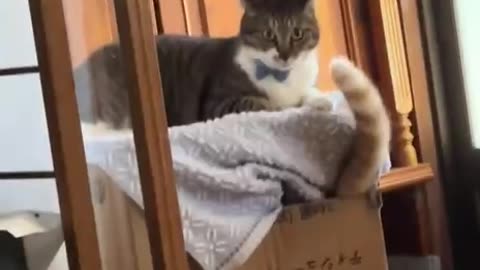 Hide me I am in trouble