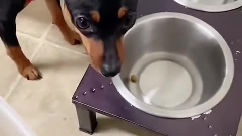Funny pets| hilarious 2 😂😁