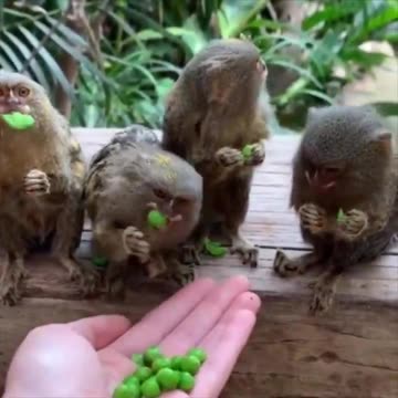 Pygmy marmosets eating peas.. 😊