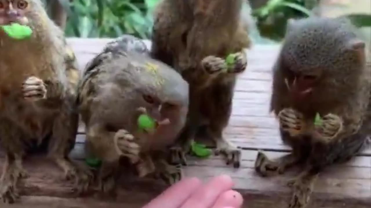 Pygmy marmosets eating peas.. 😊