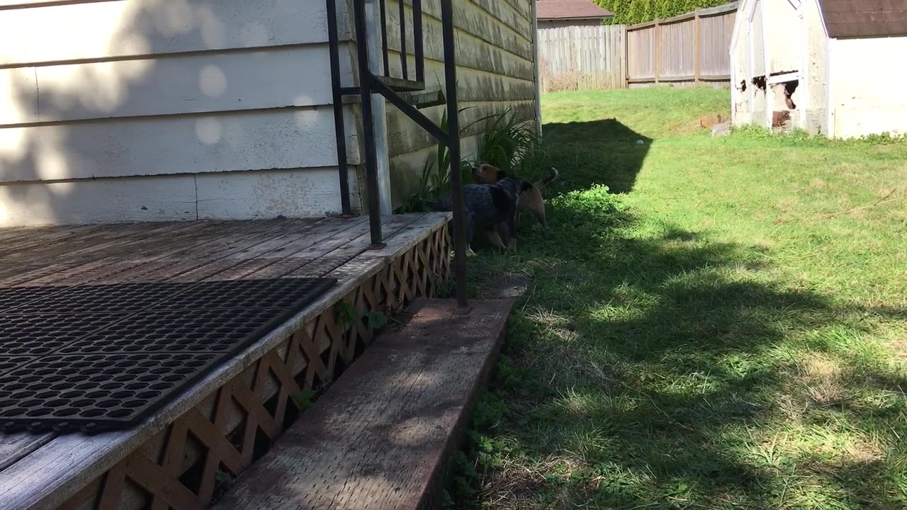 battle in the shade