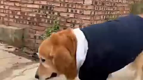 The Great Gold Heist_ Sneaky Dog Edition